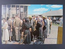 Dutch Auction Amish Pennsylvania PA Vintage Color Chrome Postcard 1950s