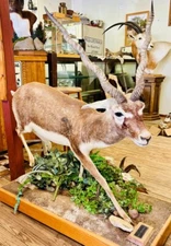 Life Size Black Buck Antelope Exotic Wildlife Ranch Texas hill Country #1