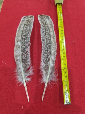 Z60 Pair Hybrid Turkey Wing Feather