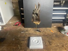 A real badger paw mounted on a display stand — a compact, affordable piece of Victorian-style natural curiosity that punches above its price.