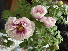 Chojuraku 长寿乐) Semi purple Tree Peony with 6 multi branches (bulds not included)