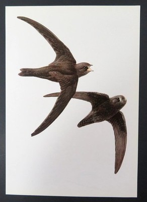 James J F Lansdowne Birds Black Swift Bird Vintage Art Print Book Plate 30