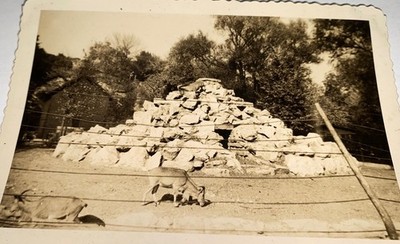 Rare Antique Vintage American Zoo Barbary Sheep Enclosure Animal Snapshot Photo!