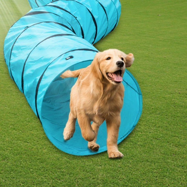 dog tunnel