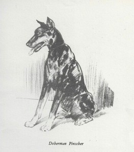 Doberman Pinscher - CUSTOM MATTED - Vintage Dog Art Print - 1940 Diana Thorne