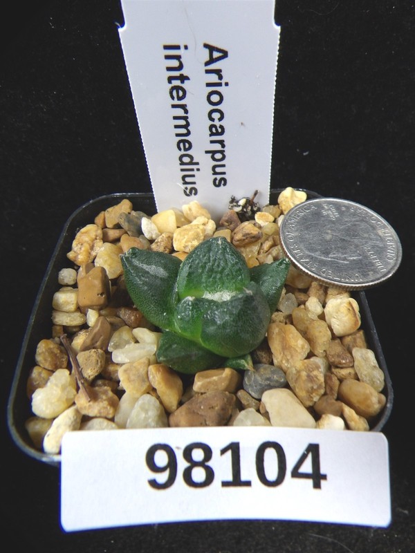 Ariocarpus intermedius Uncommon Live Cactus Cacti Succulent Plant 98104