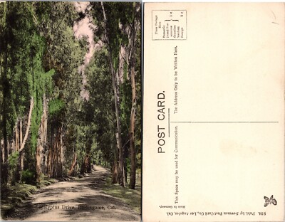 Eucalyptus Drive Burlingame California Tree Lined Road Postcard