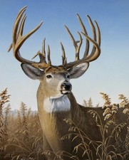 35" Fabric Panel David Textiles Digital Deer Portrait Buck Field Scene