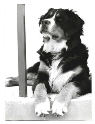 V7297/ Bernese Mountain Dog Photo Press Photo 1940s/50s 24 x 18 cm 