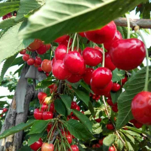 New Fresh 100pcs Cherry Fruit Seeds Generic - Picture 2 of 4