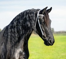 Friesian, Dutch Horse WHITE LEATHER BLING show inspection Bridle / headstall NEW