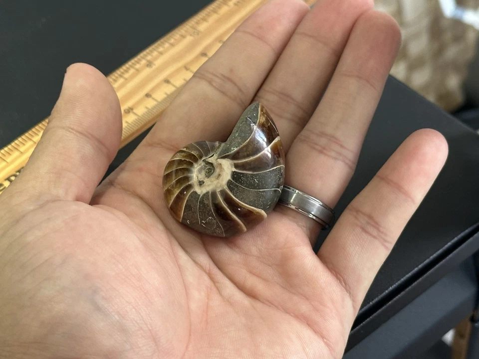 Polished Nautilus Ammonite Fossil Jurassic Madagascar 41g 100 Million Years Old - Image 4 of 4