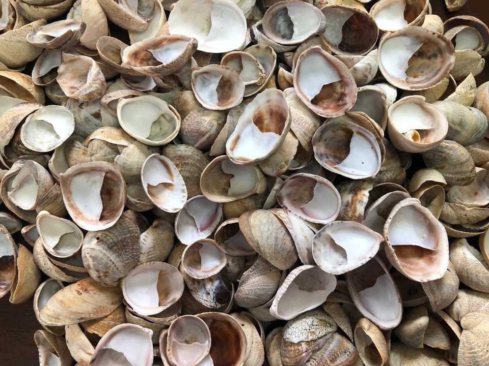 4 lbs 590 pcs Slipper Snail Seashells Collectible Craft Decorating | eBay