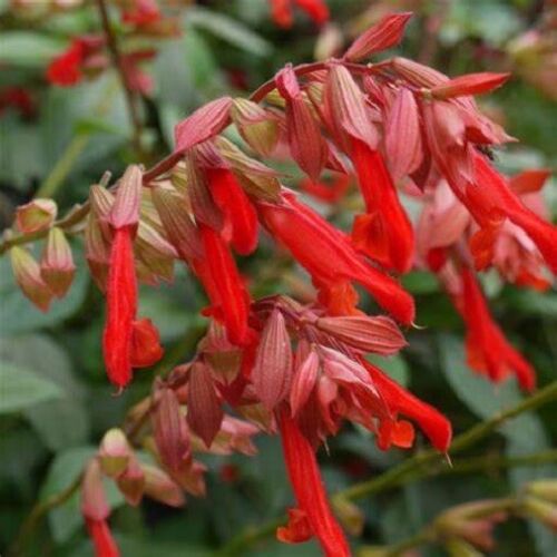 PERENNIAL SALVIA PLUG PLANTS PICK + MIX PAY ONLY ONE POSTAGE COST MIXED FLOWERS - Picture 53 of 88