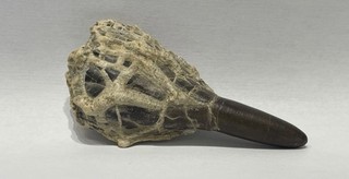 Belemnite collection curiosité rare fossiles