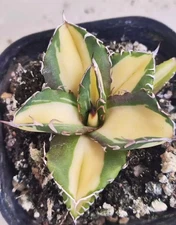 1pcs cactus Succulent Plant agave ovatifolia Home Garden Plants  7-11cm