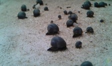 4 Mystery Snails Blue Pomacea Bridgesii Live Freshwater Snail