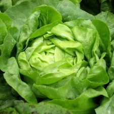 1000+ Lettuce Seeds (Buttercrunch) | Heirloom - NON GMO | USA FREE SHIPPING.