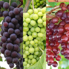 3 x Grape Vine Plant Mix in 9cm Pots - Garden Ready Vitis Climbing Fruit Plants