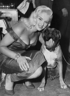 British actress Diana Dors poses with a Boxer dog UK 22nd June 1956 Old Photo