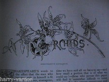 Orchids Orchi Orchid Orchidaceae Rare Old Victorian Article 1891 Ladys Slipper