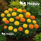 150 Seeds - Dwarf African Marigold Calando Mix - Very Uniform Pot&bed Flower