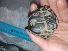 Native American Indian Hydroglypgic Rock Oregon Petroglyph Ancient Basalt 2.5" — photo 6