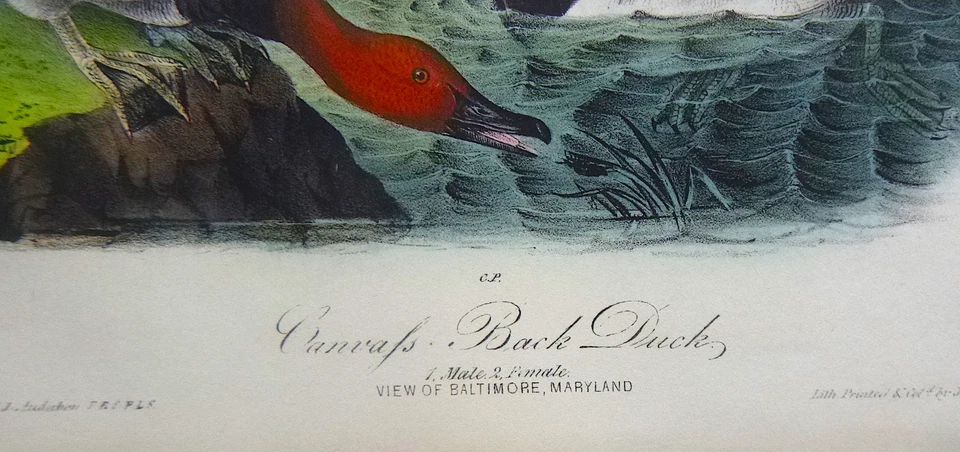 Audubon 1ª edición Octavo CANVAS BACK DUCK Birds of America 1840 litografía original Foto 4 de 4