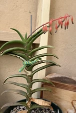 Gasteria Rawlinsonii Rare Rooted Pots Plants Succulents Cactus