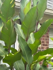 Achira Canna Edulis Tubers Edible Ornamental Canna Lily-2 Tubers