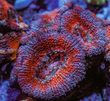 Live Coral Frag 1 Head Red / Purple Acan Reef Tank