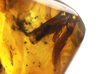 Baltic amber stone with BIG great rare beetle insect inclusion cabochon  3,72 gr