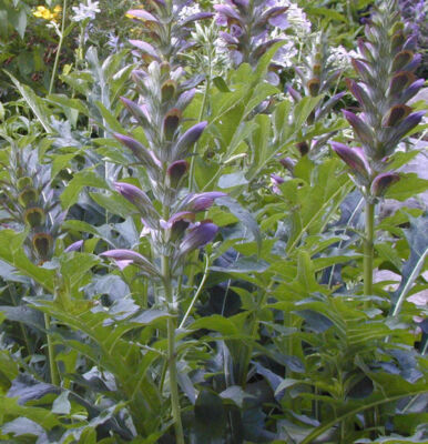 Bärenklaue - Acanthus mollis