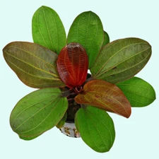 Amazon Sword Echinodorus (Red Pearl) In 2" Pot