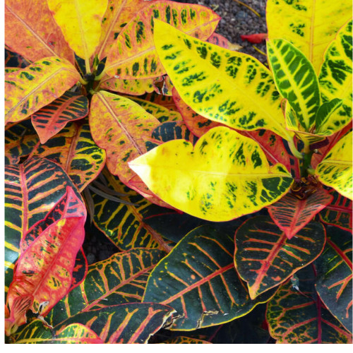 Croton Petra Live Codiaeum Variegatum Crotón Rojo 3 pulgadas 5 esquejes