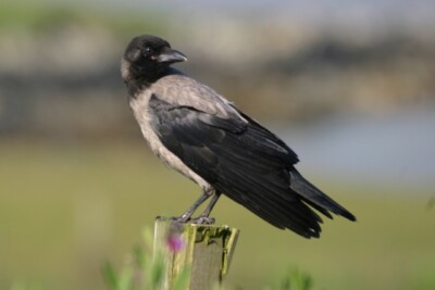 Foto 6x4 Gartenbesucher Freester Eine Familie Haubenkrähen (Corvus cornix um 2008