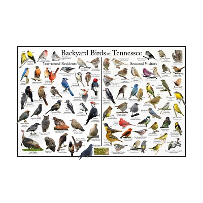 Backyard Birds of Tennessee Bird Identification Nature Poster / Bird ID Guide