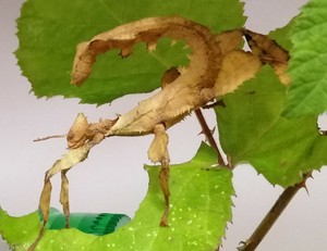 Oeufs De Phasme Scorpion Spiny Leaf Insect Eggs Extatosoma Tiaratum Ebay