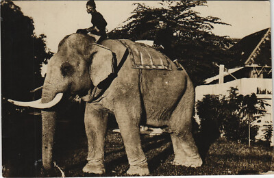 PC MALAYSIA, ELEFANT MIT REITER, Vintage ECHT FOTO Postkarte (b42643)