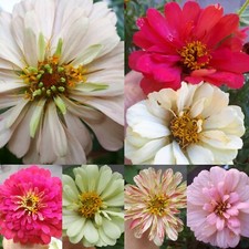70 SEMI🌺ZINNIA DAHLIA BON BON 50-60cm🌸MIX 🏵2024