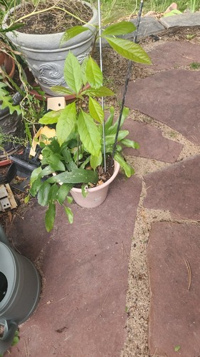 Special XL 5 Jahre + Epiphyllum Pumilum 4 + Starter Avocadobäume + 2 Mystery Stecklinge - Bild 2 von 2