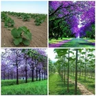 Paulownia elongata, Pink Foxglove Princess Empress Tree - 100 to 5000