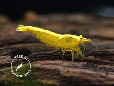 Yellow Eye YE Golden back Neocaridina Shrimp   Bred by Aquatic Arts