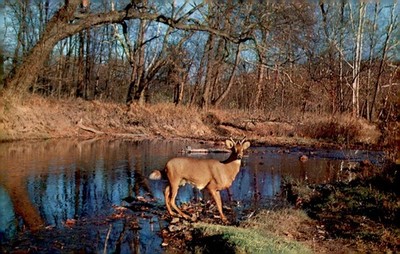 Deer at Waters Edge, Color by Ewing Galloway Postcard