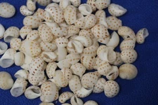 Natica Oneida Seashells For Crafts, Small Shells For Mosaics / Valentines,SS-121