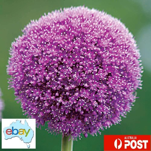 Giant Purple Allium Flower Seeds – Allium giganteum - Picture 3 of 3
