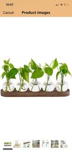 Plant Propagation Station with Wooden Stand - Hydroponic Terrarium, 5 Glass