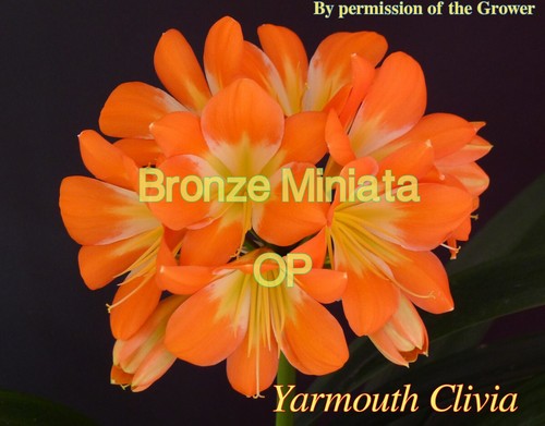 Clivia Sprouted Seed- Orange x Bronze
