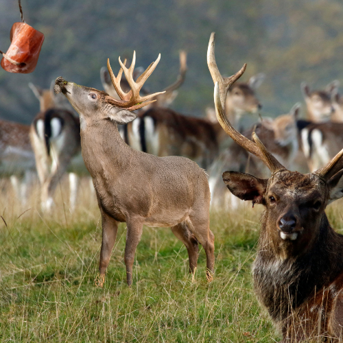 Himalayan salt lick Rock For Cattle Livestock Horse 4 Blocks of 11.5