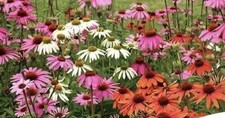 Coneflower Echinacea Seed Mix - NON-GMO - Free Shipping